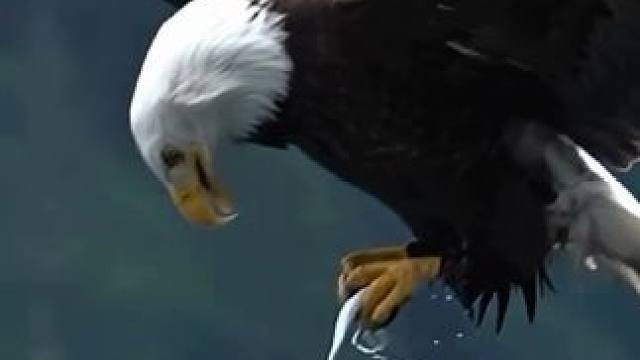 白头海雕#野生动物摄影