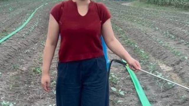 爸爸种的花菜长满了虫 给爸爸的花菜打农药 ！一年又一年一季又一季 爸妈总是乐此不疲的在这片土地上埋藏