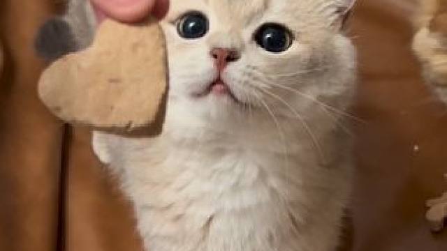 biu！发射一枚爱心小饼干#小猫日记 #帕特冻干 #帕特