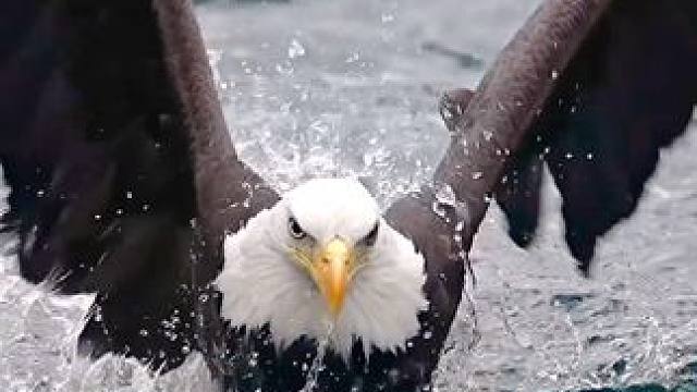 白头海雕#野生动物摄影