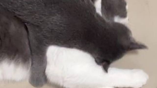 #谁能拒绝傻憨憨的小猫咪 #这就是被小猫选中的感觉吧 #小猫咪能有什么坏心思它只想被爱