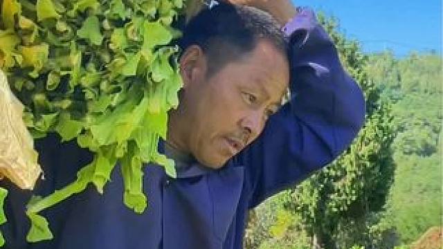 灵宝五亩烟叶丰收农忙时节#又是一年丰收季 #美丽的家乡田园风光 ##乡野田间 #一份耕耘一份收获 #