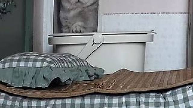 阿蛋今天进秘密基地2个小时才出来 #小猫是我的解药呀 #谁能拒绝傻憨憨的小猫咪