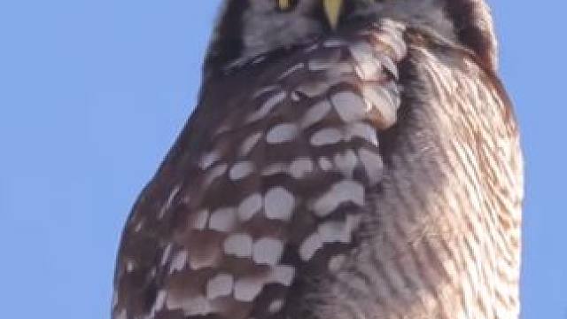 傲娇的孤独感#猫头鹰 #鸟类实拍 #近距离观看一只奇怪的鸟 #这是什么鸟 #鹰杀气十足的眼神