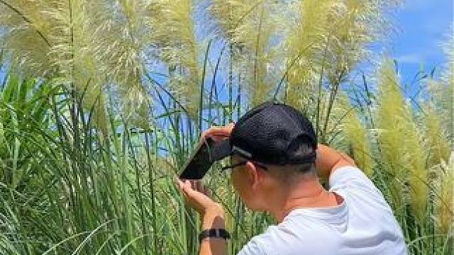 秋天的蒲苇试试这样也拍太美了#拍摄技巧 #芦苇 #蒲苇 #治愈系风景 #随手一拍都是美景