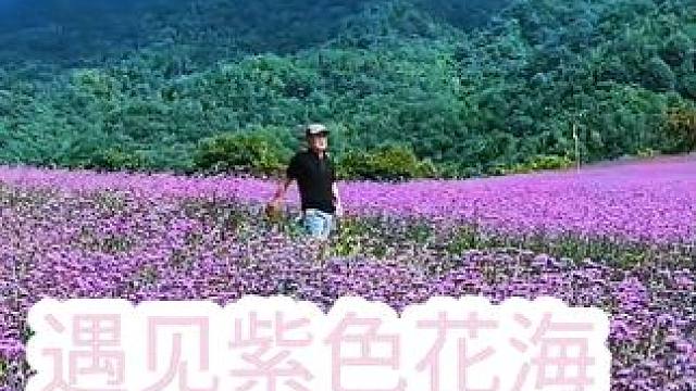 花海灿烂如梦，而我却未被花瓣羁绊，心若清风，只留一份美好！ #上热门 #在这遇见紫色花海 #感受大自