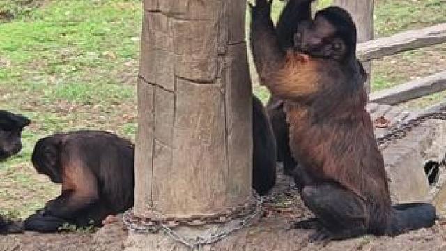 进化的真好 进一步工作，退一步上桌 #万物皆有灵性