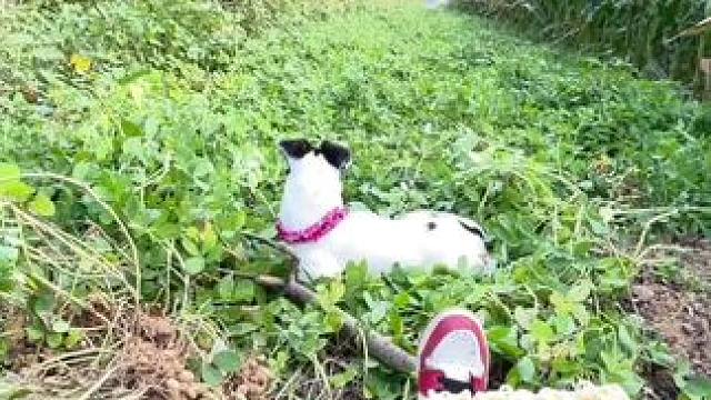 晌午了也不叫回家吃饭
啥时候薅到头 不提溜瓶井拔凉
噎里白瞪眼……#田间地头 #乡愁记忆   #农村