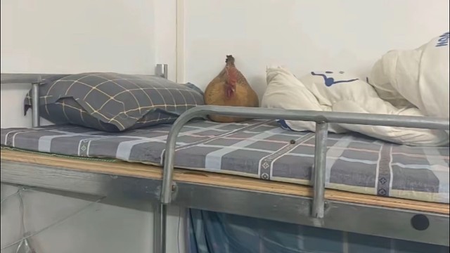 穷得只剩下一只鸡