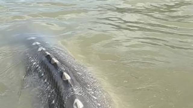 巨物#每个钓鱼人都有个百斤巨物梦 #2024dou来钓鱼 #河中巨怪