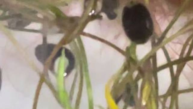 好家伙你瞅瞅，自己钓自己的鱼