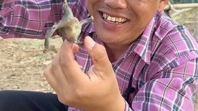 驴哥吃香米饭团咖喱炖满籽蛋蛋蛙 #美食 #户外美食 #泰国美食 #泰国生活