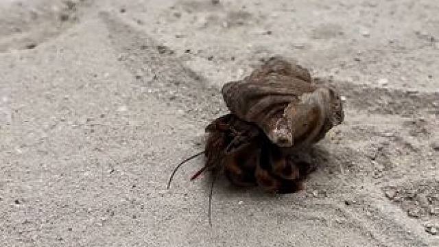 #野生动物零距离 #生活不易好好努力