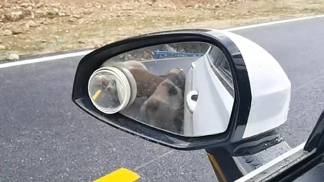 猪：我看你车不亮，给你抛个光！