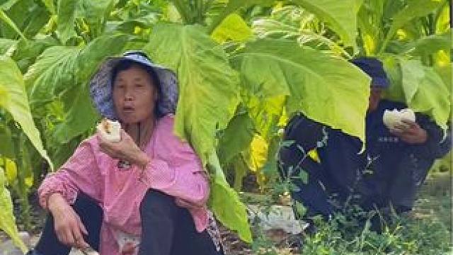 #美丽的家乡田园风光 #乡野田间 #一份耕耘一份收获  #金秋收获季 #勤劳的农村人