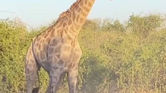 长颈鹿失去重心摔倒在地
