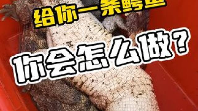 给你一条鳄鱼，你会怎么做#鳄珍 #鳄珍鳄鱼酒 #养生酒 #鳄鱼养殖场