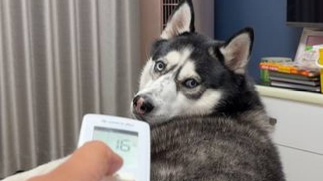 突然关掉狗狗的空调，狗狗会是啥反应？大家看完千万憋住别笑 #哈士奇 #二哈 #萌宠出道计划 #哈士奇