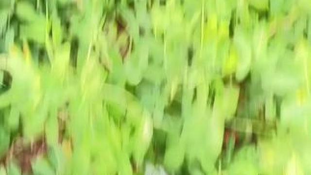 刨不动也薅不完 撂挑子了
不如我发位置 你来偷吧#田间地头 #乡愁记忆 #农村生活