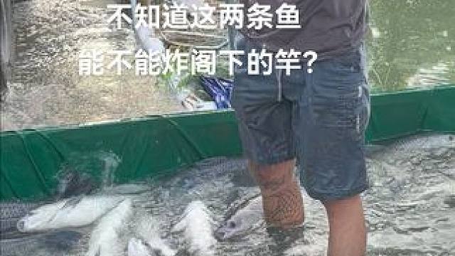 不知道这两条鱼能不能炸阁下的竿#钓鱼 #钓青鱼