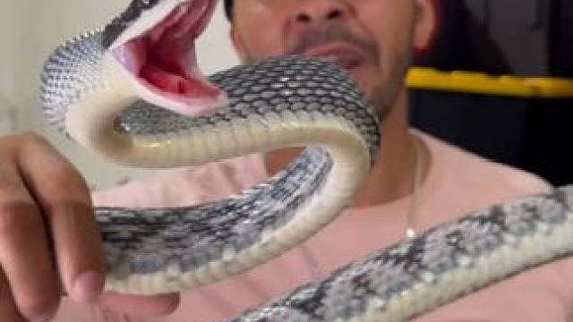 国外小伙的宠物鼠蛇 #国外视频分享 #奇妙的动物 #宠物