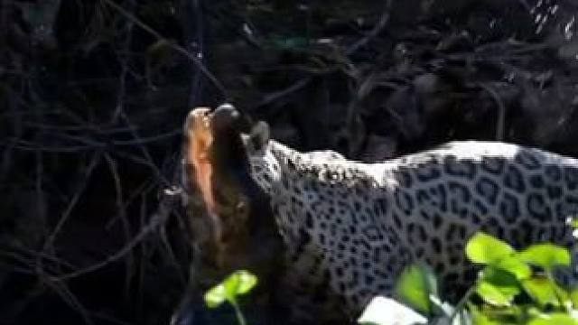 美洲豹捕食鳄鱼 #国外视频分享 #野生动物零距离 #美洲豹vs鳄鱼