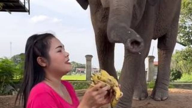 泰国大象吃香蕉 #国外视频分享 #奇妙的动物 #大象