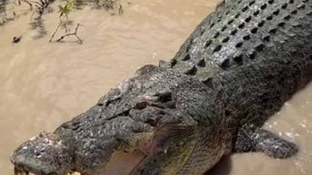 喂鳄鱼 #国外视频分享 #野生动物零距离 #鳄鱼