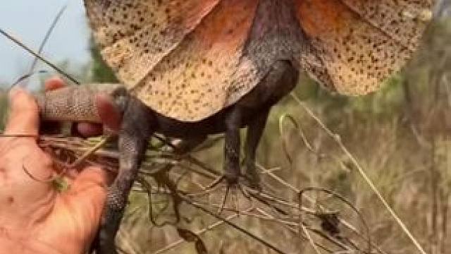 恐龙还活着 #国外视频分享 #野生动物零距离 #伞蜥