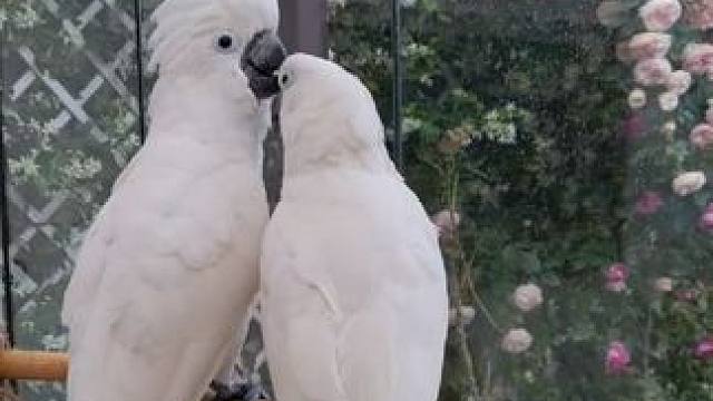 鸟中哈士奇白凤头鹦鹉 #国外视频分享 #奇妙的动物 #宠物