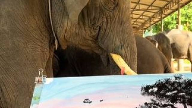 一头会画画的泰国大象 #国外视频分享 #奇妙的动物 #大象