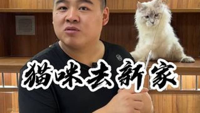 看看今天有哪些小可爱去到新家~#壮实说猫