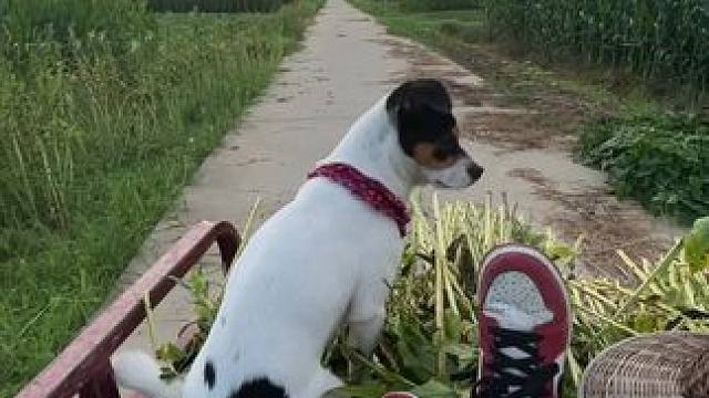 还记得年少时的梦吗？
小时候躺在拉庄稼的车上 幻想着长大后的模样…..#田间地头 #乡愁记忆  #农