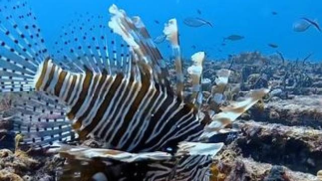 探索神秘的蓝色海底世界#奇妙的海洋生物 #珊瑚 #蓝色治愈系