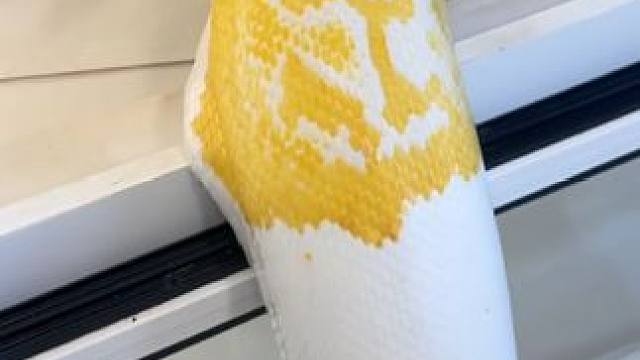 宠物黄金蟒 #国外视频分享 #奇妙的动物 #宠物