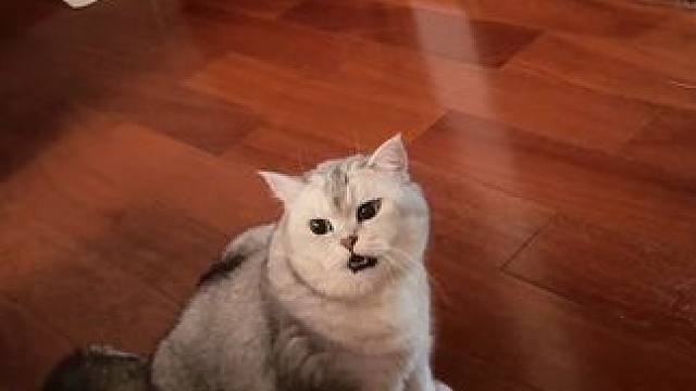 记录早上老登出门后阿蛋来找我们 #谁能拒绝傻憨憨的小猫咪 #猫和孩子 #它只是不会说话其实它什么都懂