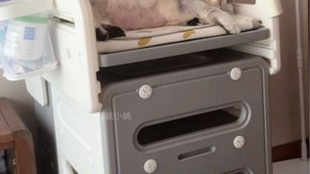 它怎么这么会装啊 #谁能拒绝傻憨憨的小猫咪 #它只是不会说话其实它什么都懂