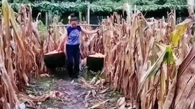 山卡卡里的农村大姐学费了开直播每天收获满满您还在恐播怕播不敢开播开播了不知说什么吗#记录真实生活 #