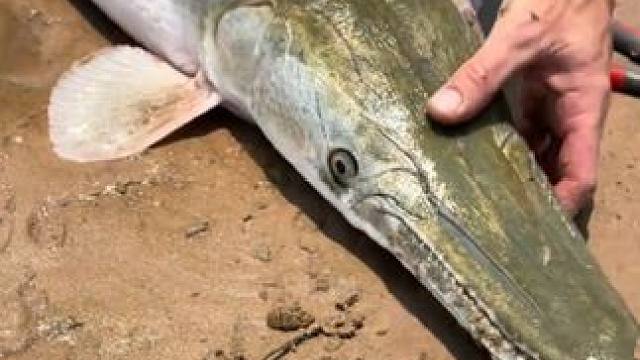 取鱼钩也不安全 #国外视频分享 #好大一条鱼 #钓鱼人就是这么疯狂