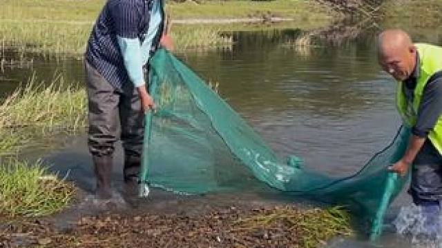 #户外捕鱼 #好多鱼