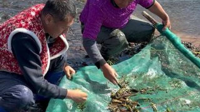 #户外捕鱼 #好多鱼