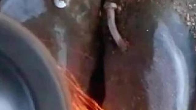 花火牛蹄，牛蹄扎进了钉子里