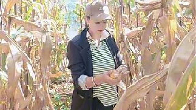 小时候吃不了读书的苦，长大就要吃生活的苦，转眼又到撕包谷的季节#手机摄影 #丰收的季节 #一份耕耘一