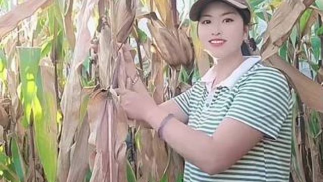 生活不止是诗和远方，还有干不完的农活#又到了收玉米的季节 #一份耕耘一份收获 #我的乡村生活
