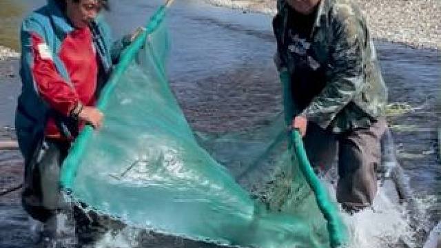 #户外捕鱼 #好多鱼