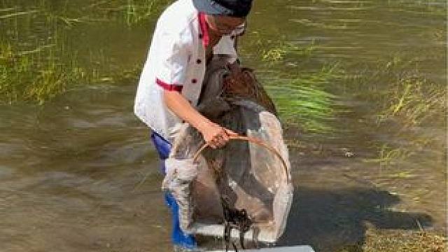 #户外捕鱼 #好多鱼