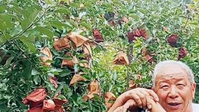 #农村生活  #自家果园 #西营之行（319）上降甘村，在果园里锄草的大哥，大哥说:今年是小年，苹果