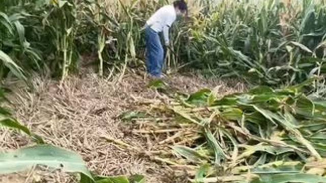 熊我“没材料”差点锛脚上 咋了又#田间地头 #农民种地不容易 #乡愁记忆  #农村生活