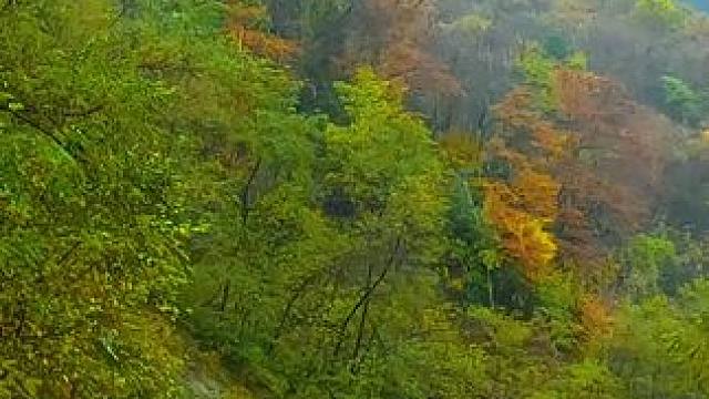 国道209（苏北线）湖北神农架林区段沿途景色 #最美的风景在路上 #旅行推荐官 #神农架