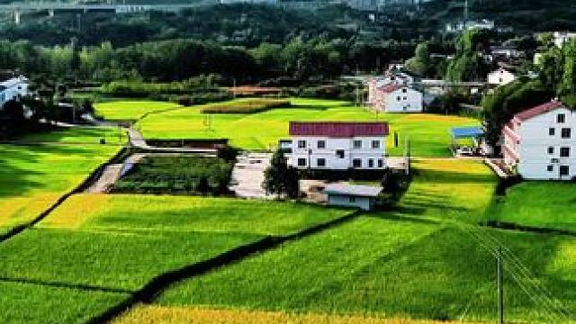 通知广元中子杨家坝的，谷子熟了中秋节叫你回家打谷子吃月饼#稻田风光 #丰收的季节 #乡野田间 #又是